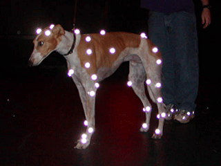 markers on dog