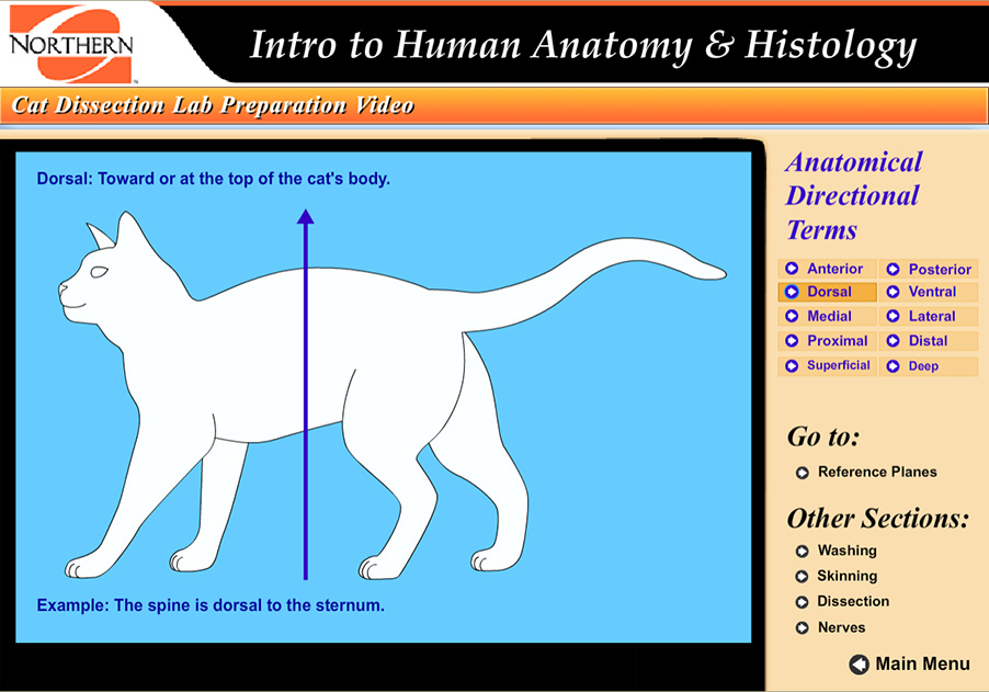 illustration of the dorsal direction pointing toward the back of a cat