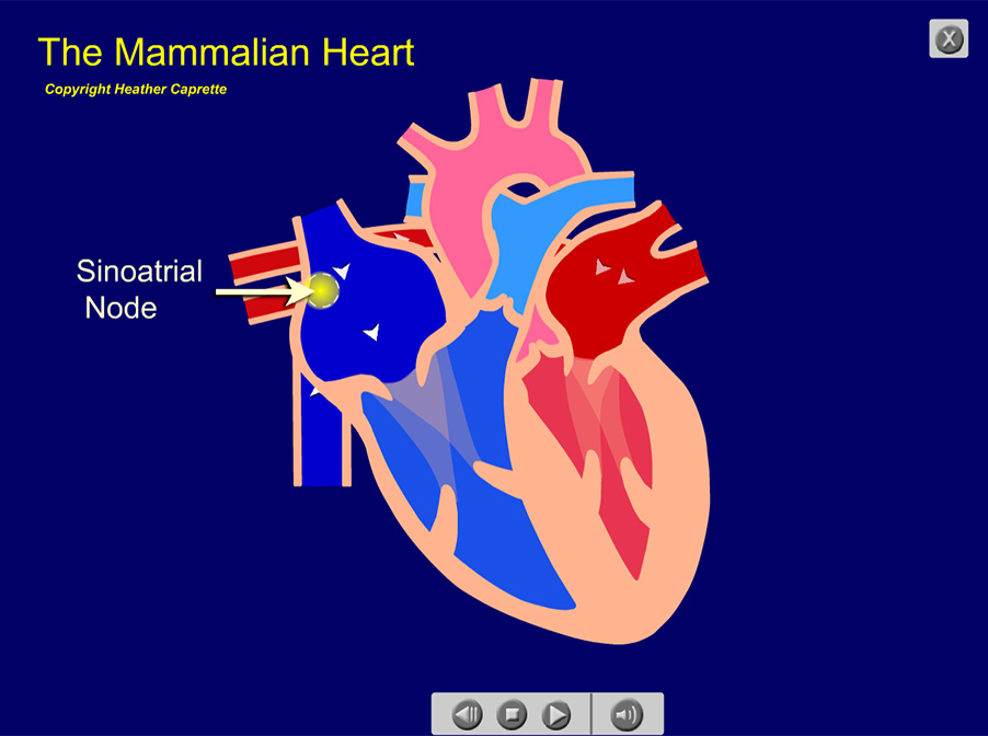 illustration of the sinoatrial node being activated in the right atrium