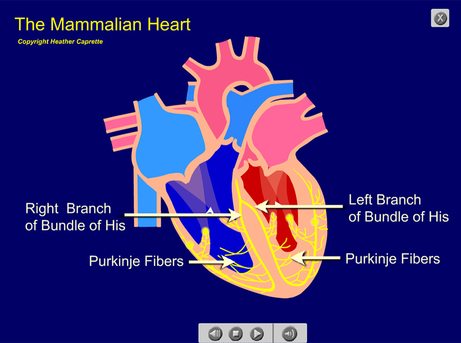 electrical condunction into the Purkinje Fibers of the ventricles, coming from the Bundle of His.