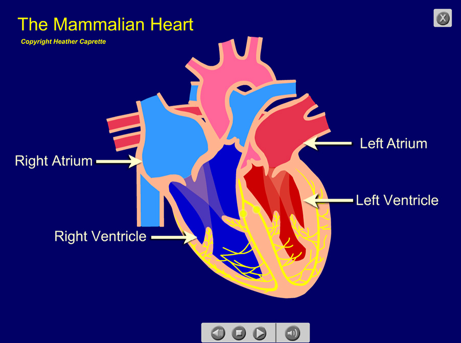 illustration of the electrical charge going down the bundles of His in the septum between the ventricles