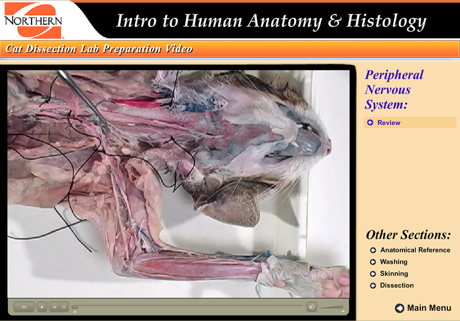 still frame showing nerves of the cat, tagged with black string