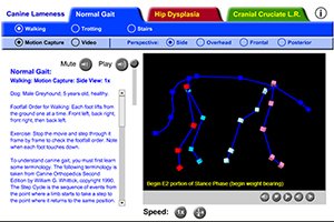 optical motion capture illustration of the side view of a greyhound with healthy gait, walking.