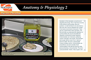 frame showing examples of fats, carbohydrates and protein